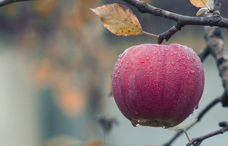 Healthy Apple